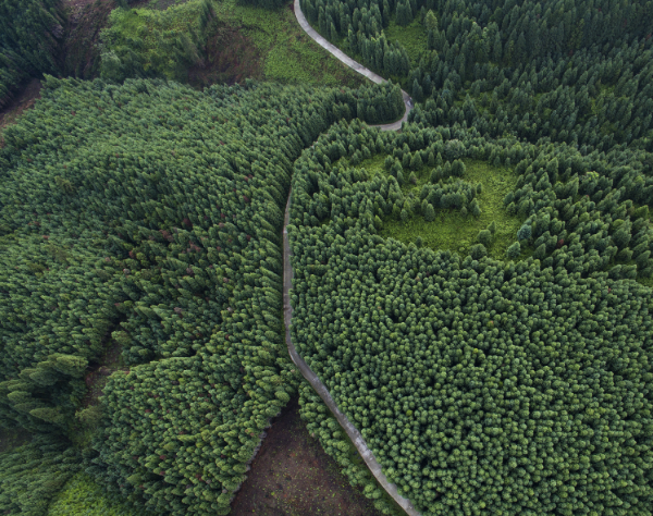 aerial imagery of forestry block